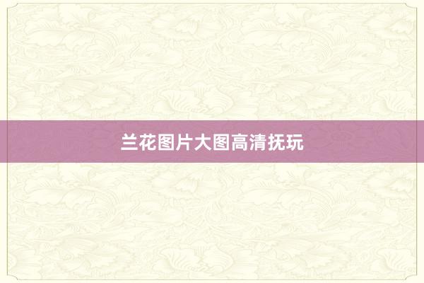 兰花图片大图高清抚玩